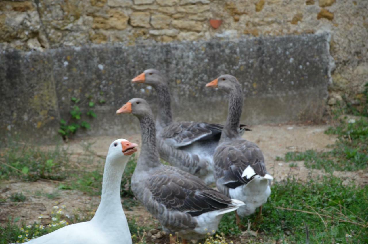 Chateau Des Noces Bazoges-en-Pareds Esterno foto